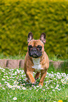 female French Bulldog