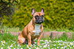 female French Bulldog