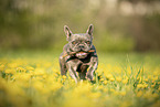 French Bulldog in summer