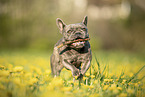 French Bulldog in summer