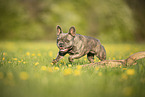French Bulldog in summer