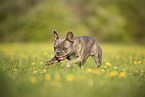French Bulldog in summer