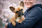 female French Bulldog