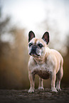 female French Bulldog