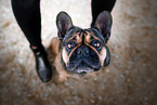 female French Bulldog
