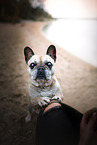 female French Bulldog