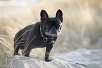 old French Bulldog