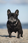 old French Bulldog