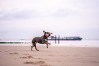 female French Bulldog