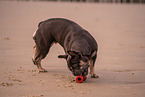 female French Bulldog