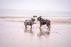 female French Bulldogs