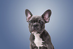 French Bulldog Portrait