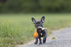 French Bulldog Puppy