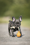 French Bulldog Puppy