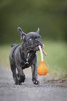 French Bulldog Puppy