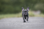 French Bulldog Puppy