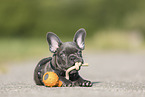 French Bulldog Puppy