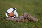 French Bulldog Puppy