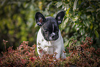 French Bulldog Puppy