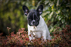 French Bulldog Puppy