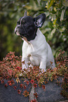 French Bulldog Puppy