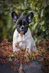 French Bulldog Puppy