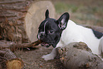 French Bulldog Puppy