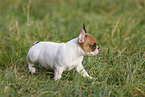 French Bulldog Puppy