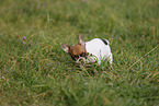 French Bulldog Puppy