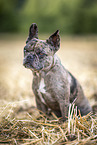 adult French Bulldog