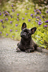 adult French Bulldog