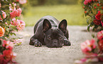 adult French Bulldog