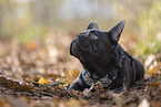 young French Bulldog