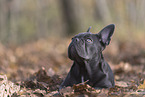 young French Bulldog