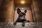 old French Bulldog