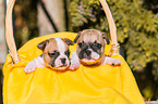 French Bulldog Puppies