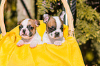 French Bulldog Puppies