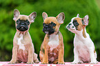 French Bulldog Puppies