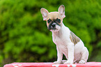 French Bulldog Puppy