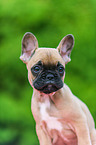 French Bulldog Puppy