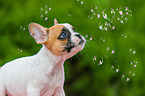 French Bulldog Puppy