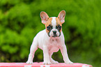 French Bulldog Puppy