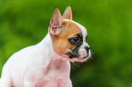 French Bulldog Puppy