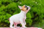 French Bulldog Puppy