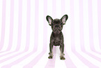 French Bulldog Puppy