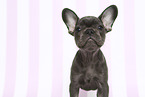 French Bulldog Puppy
