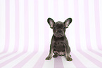 French Bulldog Puppy