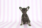 French Bulldog Puppy