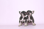 French Bulldog Puppies