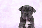 French Bulldog Puppy